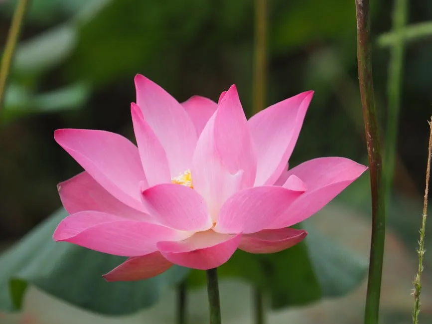 Optimize Lotus Notes Meeting Reminders - Tips